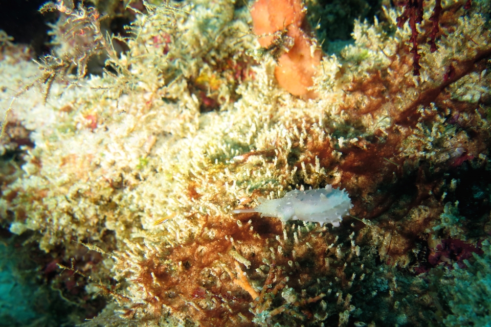 Sepia latimanus