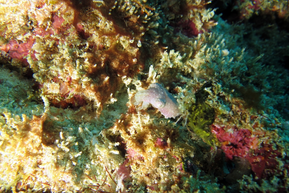 Sepia latimanus