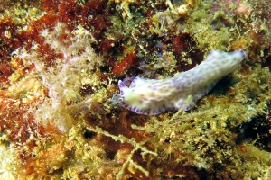 Pseudoceros laingensis, Didemnum sp.