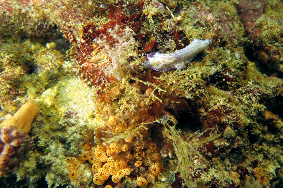 Pseudoceros laingensis, Didemnum sp.