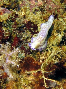 Pseudoceros laingensis