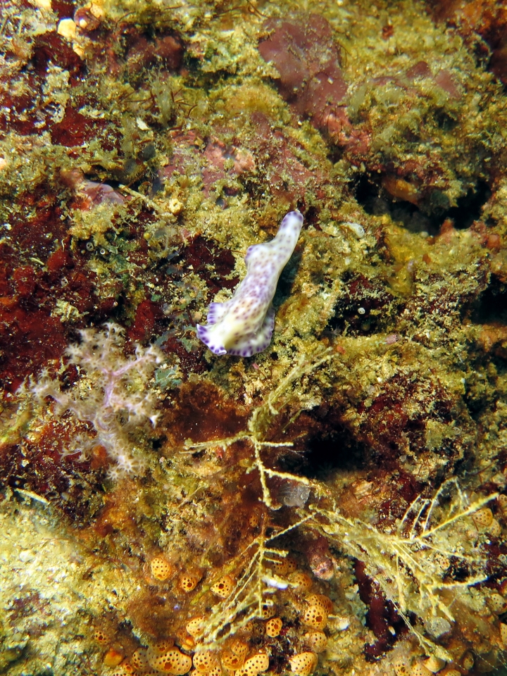 Pseudoceros laingensis