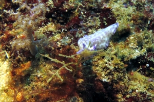 Pseudoceros laingensis, Didemnum sp.