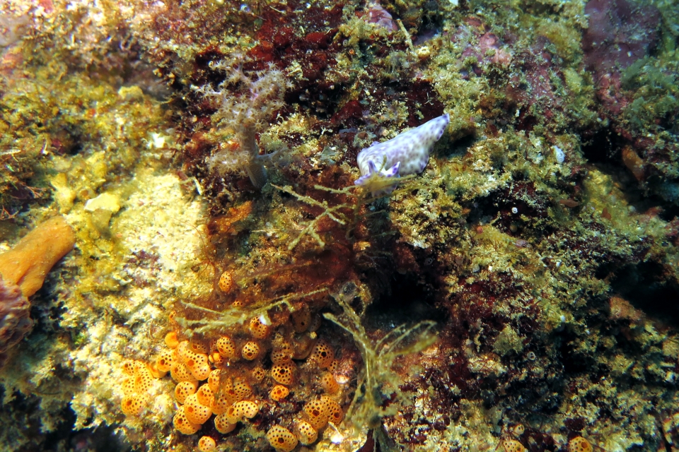 Pseudoceros laingensis, Didemnum sp.