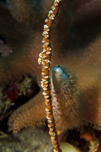 Pontonides unciger, Cirripathe sp.