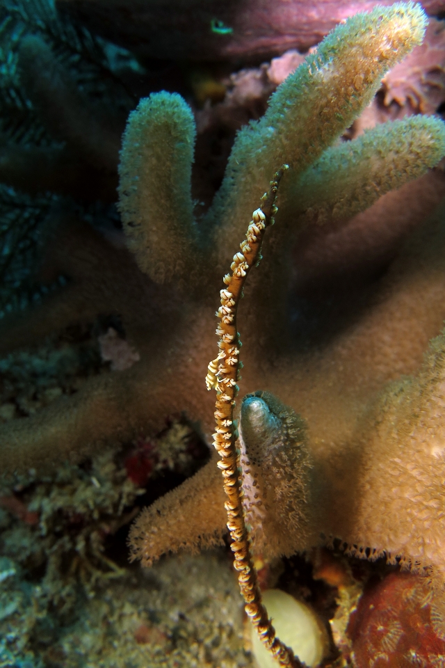 Pontonides unciger, Cirripathe sp.