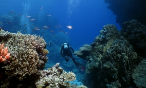 Egypte Croisière " Sud, Marsa Alam & Fury Shoal " - Octobre 2017