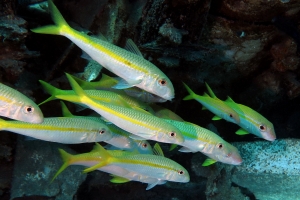 Mulloidichthys flavolineatus