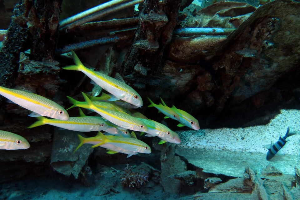 Mulloidichthys flavolineatus