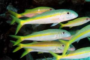 Mulloidichthys flavolineatus