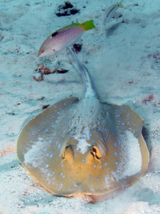 Taeniura lymma, Halichoeres hortulanus