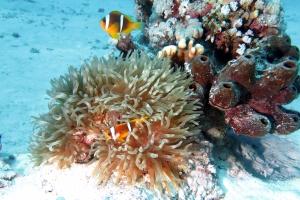 Heteractis crispa, Amphiprion bicinctus