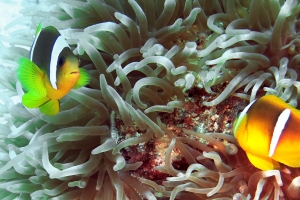 Amphiprion bicinctus, Heteractis crispa