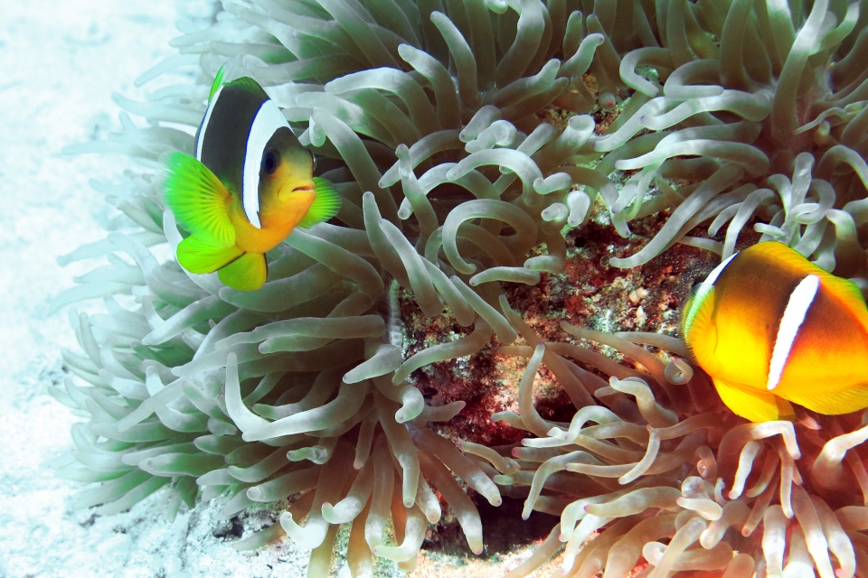 Amphiprion bicinctus, Heteractis crispa