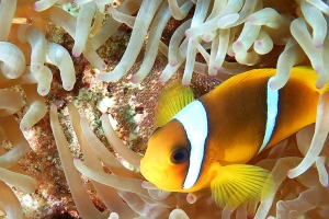 Amphiprion bicinctus, Heteractis crispa