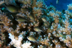 Chromis flavaxilla, Acropora