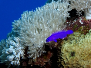 Pseudochromis fridmani, Xenia