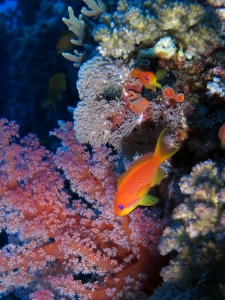 Pseudanthias squamipinnis, Strereonephthya sp.