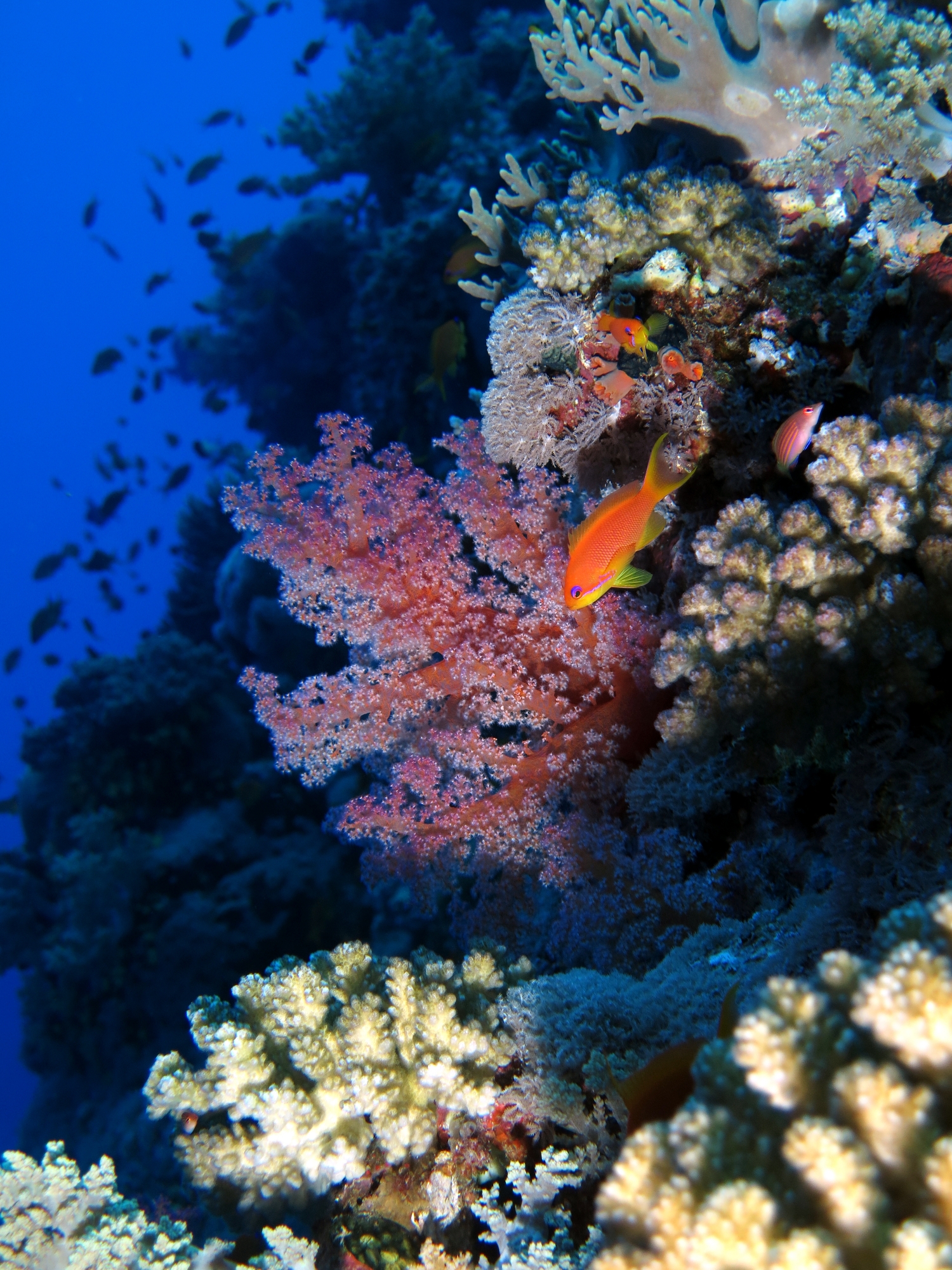 Pseudanthias squamipinnis, Strereonephthya sp.