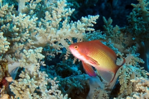 Pseudanthias squamipinnis, Lithophytum arboreum