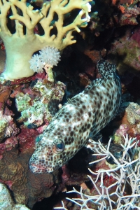 Epinephelus macrospilos