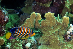 Pygoplites diacanthus, Millepora platyphylla