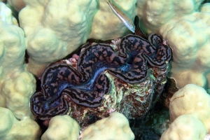 Tridacna maxima