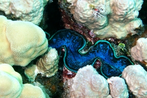 Tridacna maxima