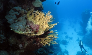 Millepora dichotoma