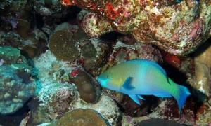 Scarus ferrugineus