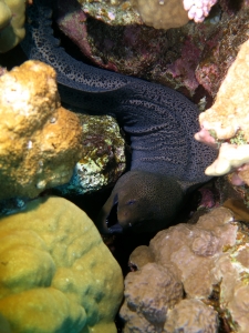 Gymnothorax javanicus