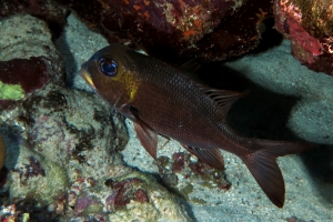 Macolor macularis