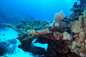 Acropora