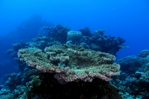 Acropora