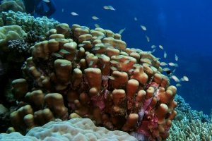 Porites nodifera, Chromis viridis