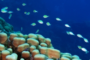 Porites nodifera, Chromis viridis