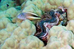 Paracirrhites forsteri, Tridacna maxima, Porites solida