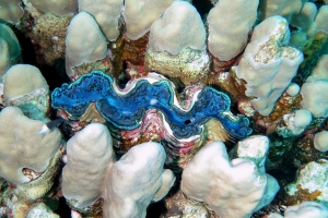 Tridacna maxima, Porites solida