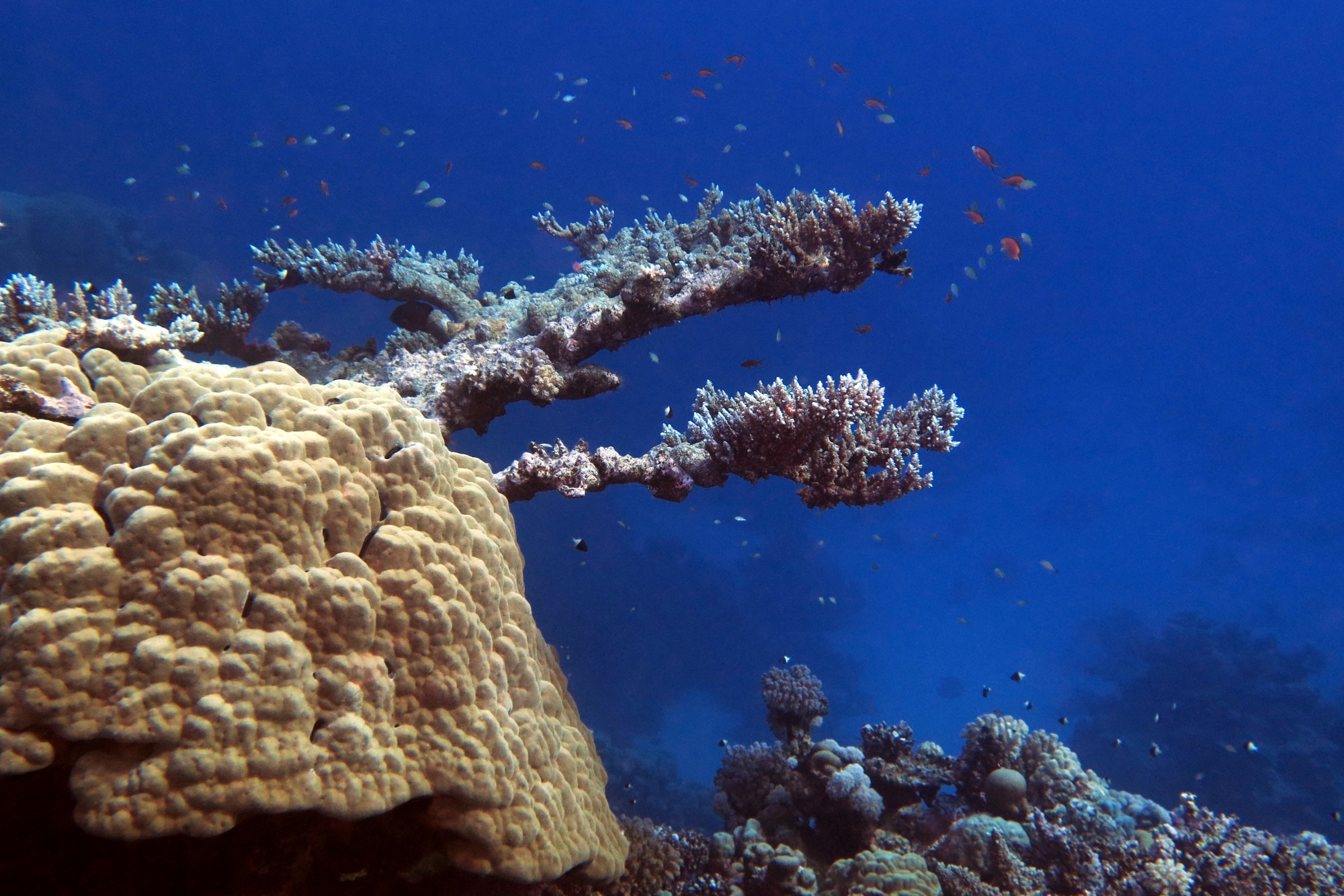 Porites lutea, Acropora