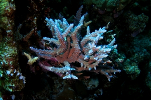 Acropora squarrosa