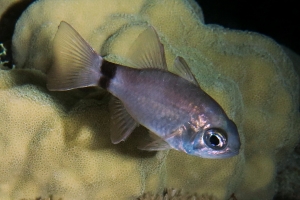 Nectamia annularis