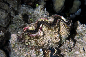 Tridacna maxima