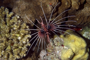 Pterois radiata