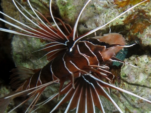 Pterois radiata