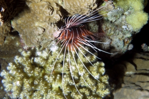 Pterois radiata