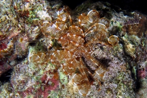 Comaster schlegelii