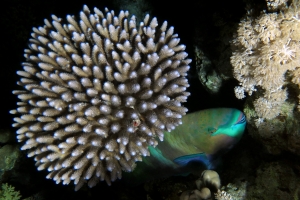 Scarus ferrugineus, Acropora humilis