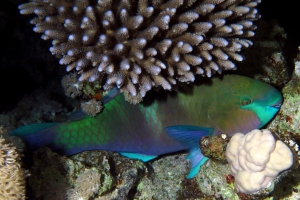 Scarus ferrugineus, Acropora humilis