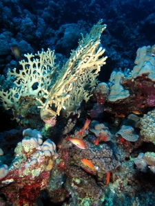 Pseudanthias squamipinnis, Millepora dichotoma