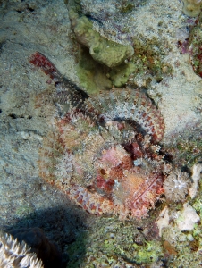 Scorpaenopsis oxycephala ou Scorpaenopsis venosa